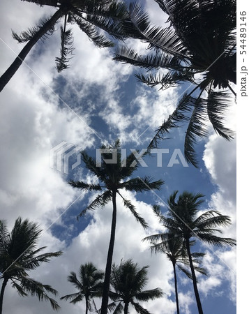ヤシの木 54489146