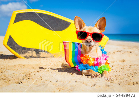 surfer dog at the beach surfer dog at the beach 54489472
