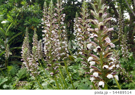 アカンサス　モリス 54489514