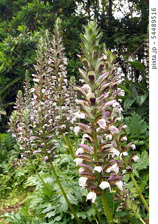 アカンサス モリス アカンサス モリス 54489516