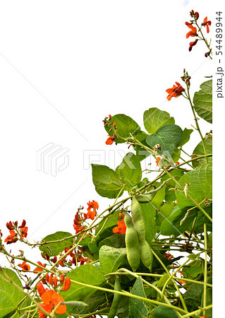 ベニバナインゲン ベニバナインゲン 54489944