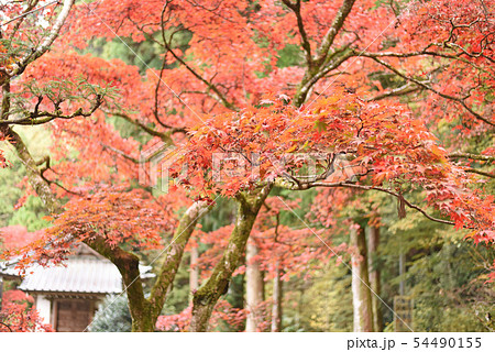 紅葉 紅葉 54490155