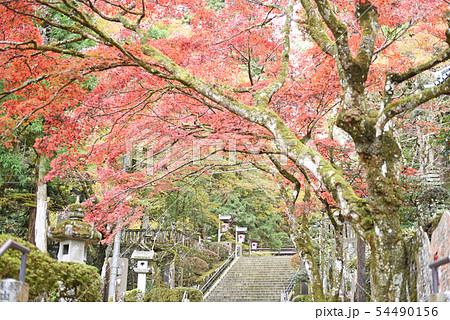 大雄山最乗寺　紅葉 54490156