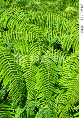 横山展望台へのシダ畑 54490387