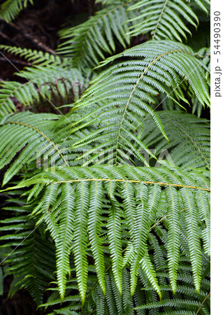 横山展望台へのシダ畑 54490390