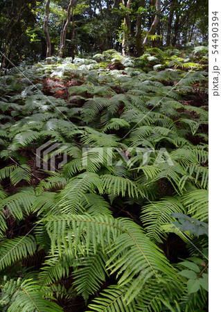 横山展望台へのシダ畑 54490394