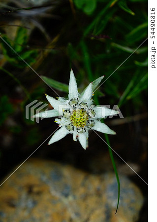 早池峰山 ハヤチネウスユキソウ 早池峰山 ハヤチネウスユキソウ 54490816
