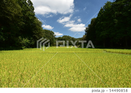 秋の田んぼ 54490858