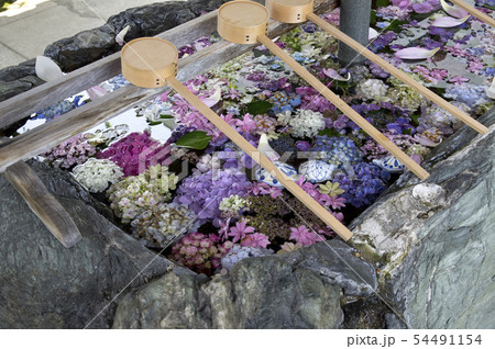 アジサイで飾られた手水舎 アジサイで飾られた手水舎 54491154