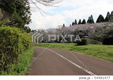 千葉市昭和の森の桜 54491477