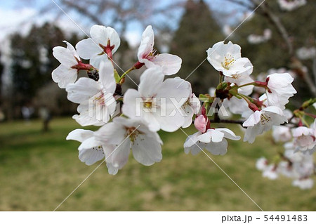 千葉市昭和の森の桜 千葉市昭和の森の桜 54491483