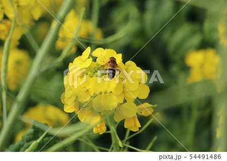 ミツバチと菜の花 54491486