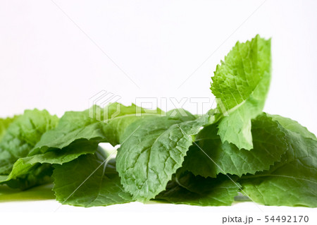 Fresh organic young leaves spring edible greens from home garden isolated white background close up Fresh organic young leaves spring edible greens from home garden isolated white background close up 54492170