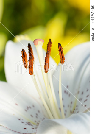ゆりの花のアップ 54492260