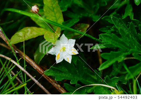早池峰山 ツマトリソウ 早池峰山 ツマトリソウ 54492403