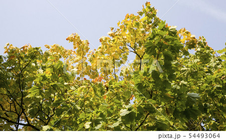 foliage of trees 54493064