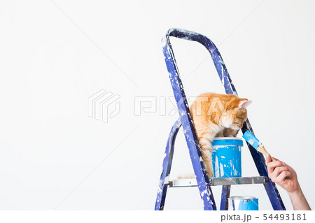 Repair, painting the walls, the cat sits on the stepladder. Funny picture with copy space 54493181
