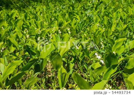 すずらん 54493734