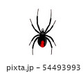 セアカゴケグモ 54493993