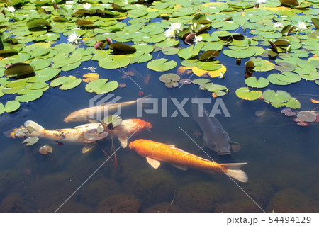 昭和の森の鯉 54494129