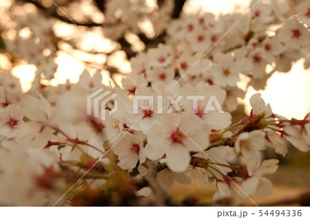 桜 桜 54494336