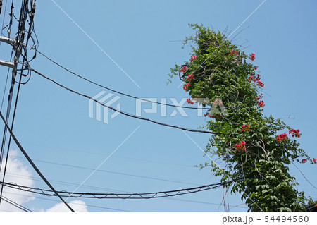ノウゼンカズラの蔓に覆われた電信柱と電線 54494560