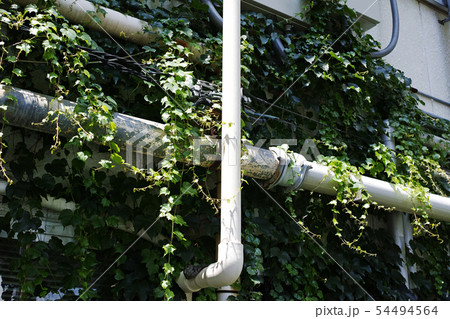 ツタに覆われそうな屋外の配管 54494564