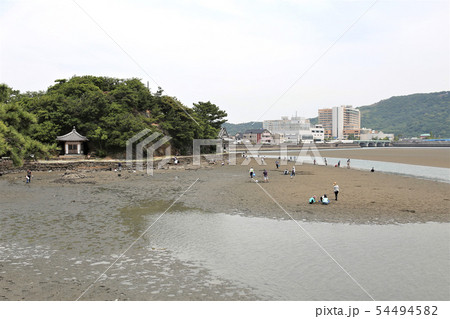 和歌浦　干潟観察会 54494582