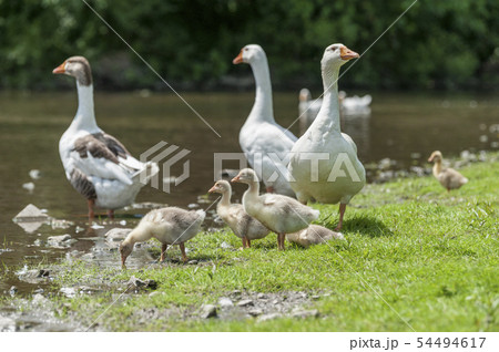 Young geese with mother on the background of Young geese with mother on the background of 54494617