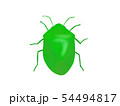 カメムシ 54494817