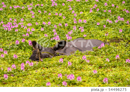 花畑のサイ 花畑のサイ 54496275