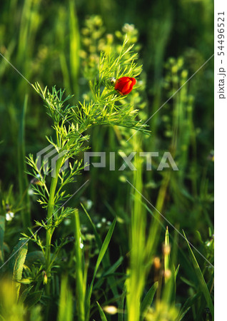 Flower head of a small field poppy at sunset in green grass close-up with sun glare 54496521