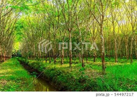 Latex rubber plantation or para rubber tree in 54497217