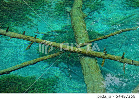 神の小池の湖面 神の小池の湖面 54497259