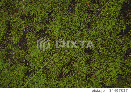 苔畳3 苔畳3 54497337