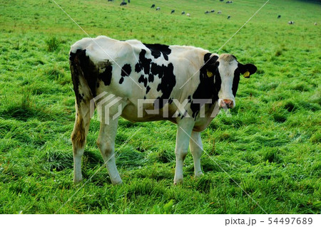 開陽台の放牧牛 開陽台の放牧牛 54497689