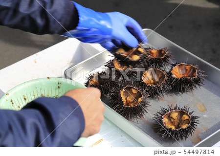 ウニをさばく人 54497814