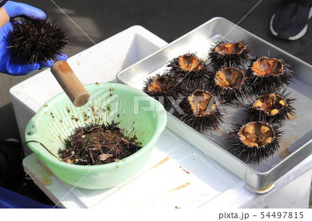 ウニをさばく人 ウニをさばく人 54497815