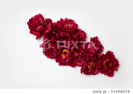 Beautiful aromatic fresh red peonies on white 54498059