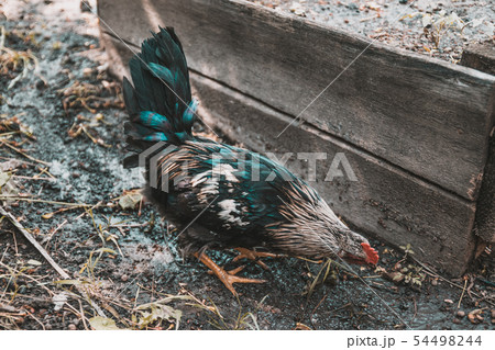 Beautiful adult color cock eats corn and grass in Beautiful adult color cock eats corn and grass in 54498244