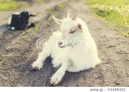 Cute young white goat grazing outdoors on the Cute young white goat grazing outdoors on the 54498302
