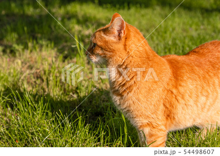 Red cat stands in the garden. Juicy greens in the Red cat stands in the garden. Juicy greens in the 54498607
