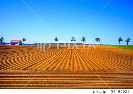 春のメルヘンの丘　大空町 54499625