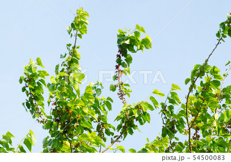 桑の木 54500083