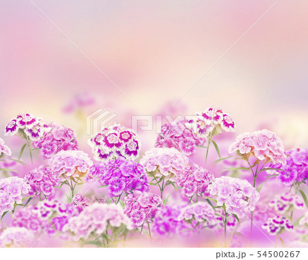 Pink and purple carnation flowers for background Pink and purple carnation flowers for background 54500267