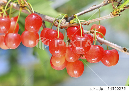 サクランボ 54500276