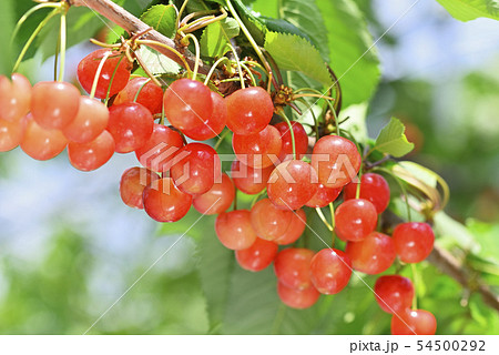 サクランボ サクランボ 54500292