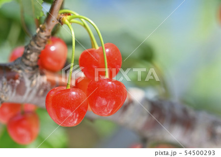 サクランボ 54500293