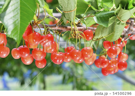 サクランボ 54500296