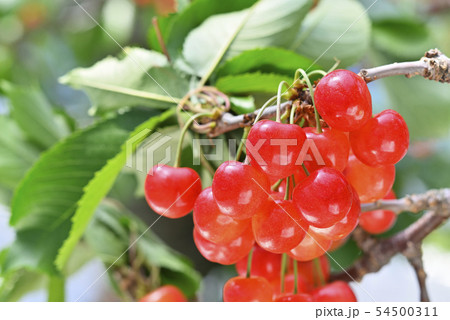 サクランボ 54500311